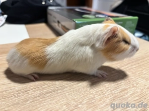 Meerschweinchen Baby Weibchen Bild 4