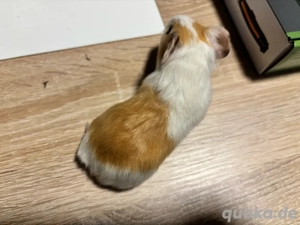 Meerschweinchen Baby Weibchen Bild 2