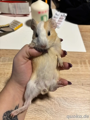 Meerschweinchen Baby Böckchen Bild 4