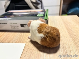 Meerschweinchen Baby Böckchen 