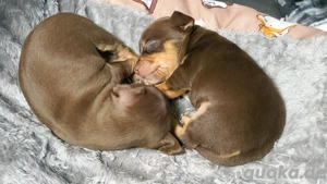 Prager Rattler Welpen