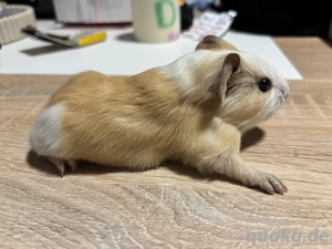 Meerschweinchen Baby Böckchen Bild 3