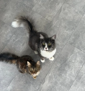Norwegischer Kater & Maincoon Mischling (kastriert | 1Jahr)