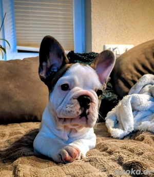 Französische Bulldoggen Welpen 