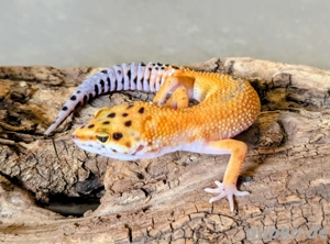 Leopardgeckos 0.5 und 1.0