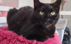 Schwarze Schönheit Mahina			