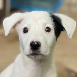 Cherry, geb. ca. 08 2025, lebt in GRIECHENLAND, auf einer privaten Pflegestelle