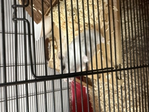 Zwerghamster mit Käfig 