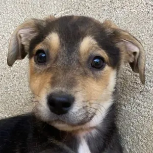 Daphne, geb. ca. 07 2025, lebt in GRIECHENLAND, im städt. Tierheim Serres