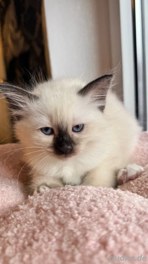 heilige Birma, Katze