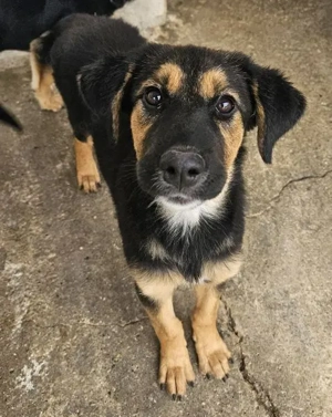 Glinda, geb. ca. 07 2025, lebt in GRIECHENLAND, im städt. Tierheim Serres Bild 5