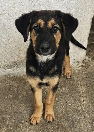 Glinda, geb. ca. 07 2025, lebt in GRIECHENLAND, im städt. Tierheim Serres Bild 2