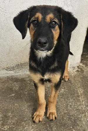 Glinda, geb. ca. 07 2025, lebt in GRIECHENLAND, im städt. Tierheim Serres Bild 7