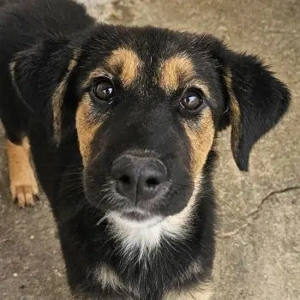 Glinda, geb. ca. 07 2025, lebt in GRIECHENLAND, im städt. Tierheim Serres