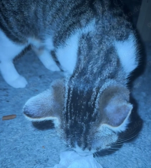 Kitten Kater zu verschenken 