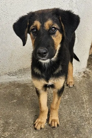 Glinda, geb. ca. 07 2025, lebt in GRIECHENLAND, im städt. Tierheim Serres Bild 10