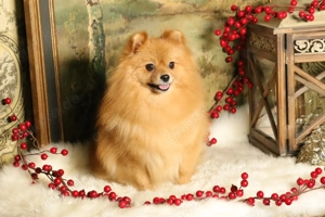 Wunderschöne Pomeranian (Deutscher Zwergspitz) Hündin zum Verkauf
