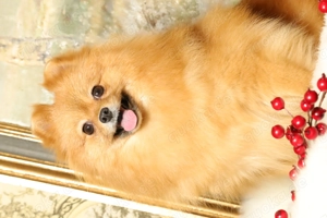 Wunderschöne Pomeranian (Deutscher Zwergspitz) Hündin zum Verkauf