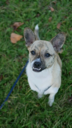 Anouk - Gute-Laune-Hund 