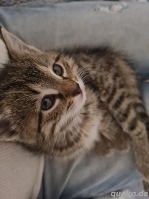 Neuer Katzenwurft nur Paarweise abzugen 