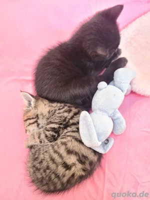 Süße Kittys abzugeben 