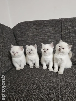 Reinrassig BKH Blue Point 