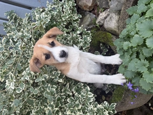 Tommy ein Beagle Mix sucht Körbchen 