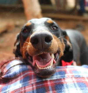 DEBBIE auf Körbchensuche