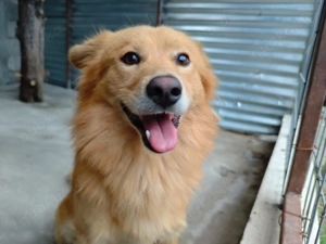  Caspar sucht sein Zuhause fürs Leben! 