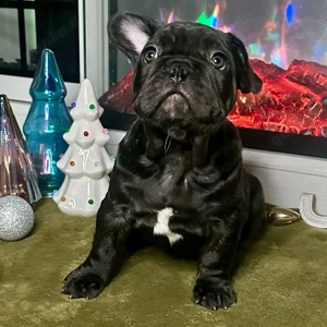Bezaubernde Französische Bulldoggenwelpen (Rüden und Hündinnen) suchen ein liebevolles Zuhause.