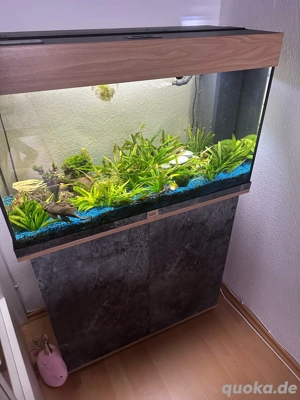 Aquarium komplett zu verkaufen