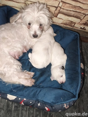 Malteser-Shi-Tzu Mix Welpen