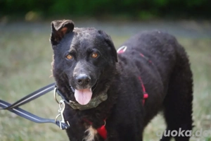 Dringend Pflege- oder Endstelle gesucht