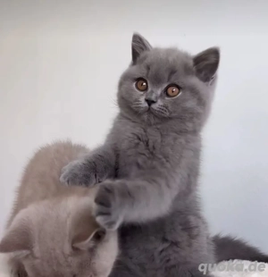 BKH Kitten Reinrassige  