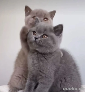 BKH Kitten Reinrassige  