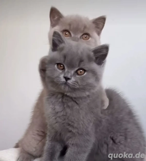 BKH Kitten Reinrassige  