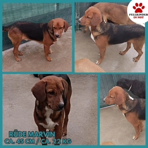 lieber Bracke Mischlings-Rüde Marvin sucht ein Zuhause oder Pflegestelle