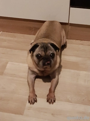 Mops Rüde sucht Dringend neues zu Hause