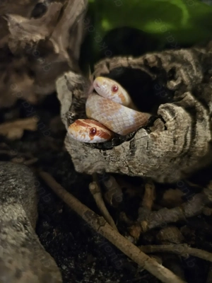 Drei Kornnatter (weiblich?) + Terrarium