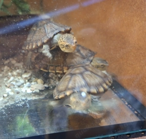Weißkehl-Schlammschildkröten Bild 2