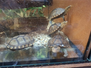 Weißkehl-Schlammschildkröten Bild 3