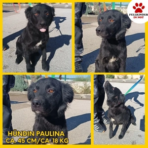 zuckersüße Mischlings-Hündin Paulina sucht ein Zuhause oder Pflegestelle