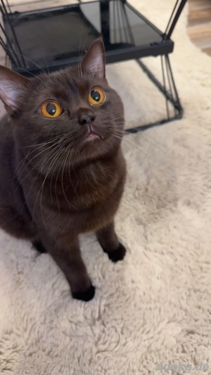 BKH Deckkater chocolate (Blutgruppe B)