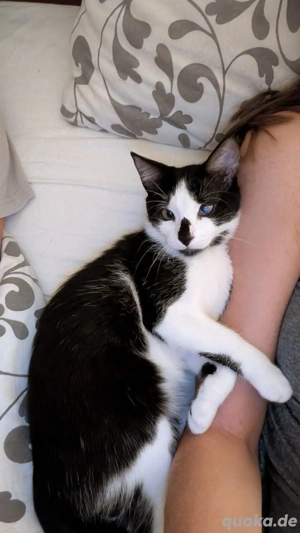 Kätzchen 4 Monate alt sucht ein Zuhause