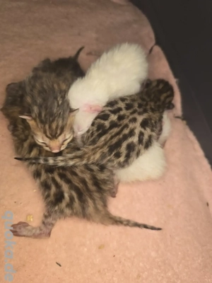 Bengal Kitten mit Stammbaum Eltern 10 Tests Katze Kater 