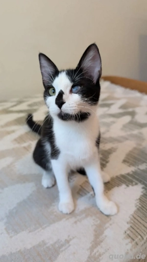 Kätzchen 4 Monate alt sucht ein Zuhause