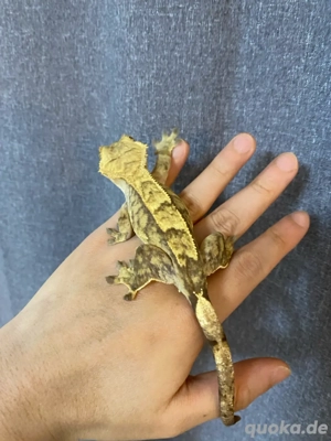 Kronengecko Weibchen (0.1)