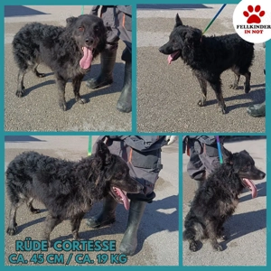 junger kroatischer Schäferhund Mischlings-Rüde Cortesse sucht ein Zuhause oder Pflegestelle