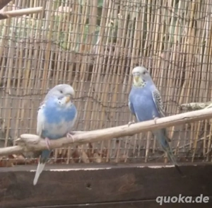 Junge Wellensittiche