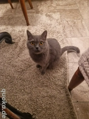  Britisch Kurzhaar Katze zu verkaufen.